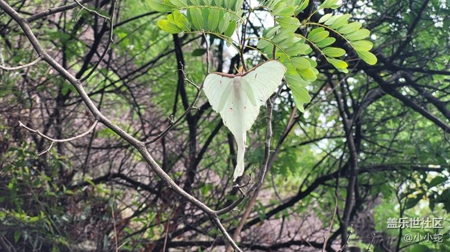 【夏日色彩】彩蝶