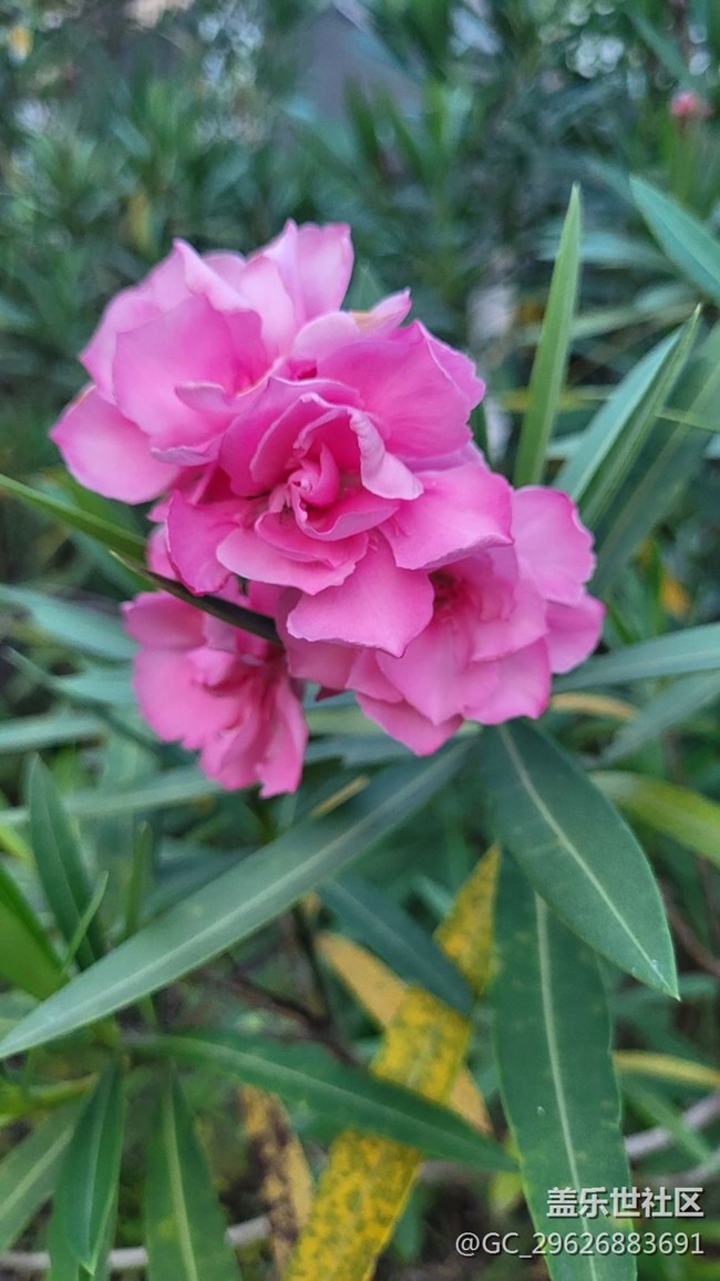 【我拍了拍夏天】紅粉花