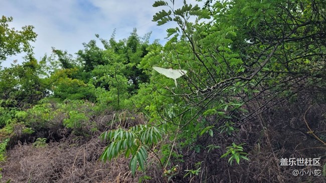 【夏日色彩】彩蝶