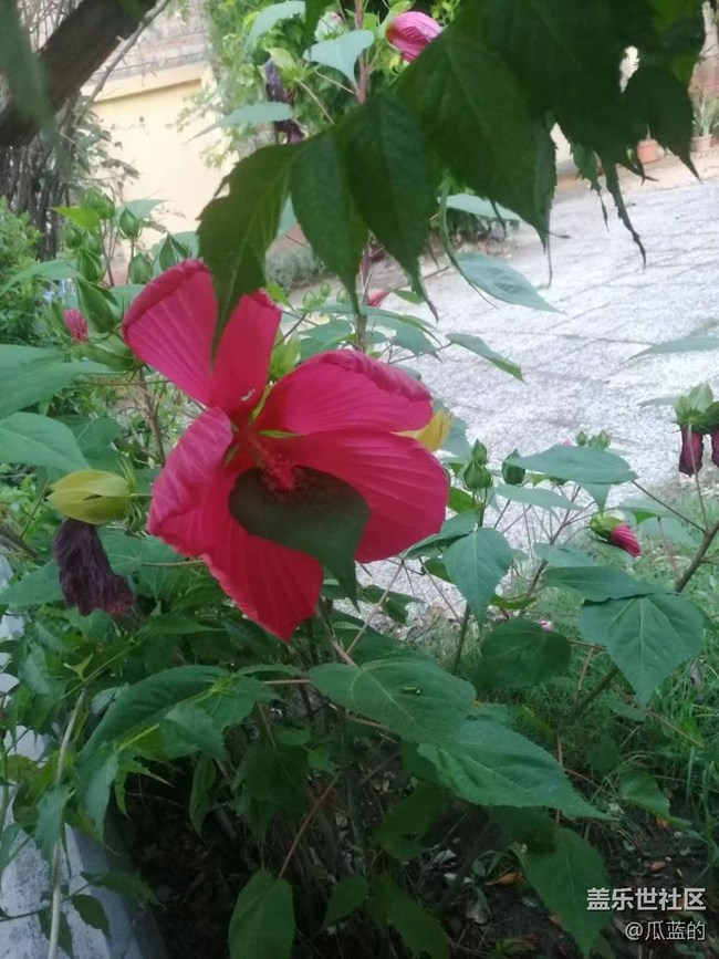 【我拍了拍夏天】漂亮的花