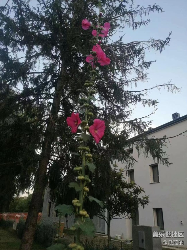 【我拍了拍夏天】漂亮的花