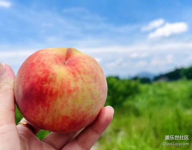 【記憶中的夏天】夏日水果