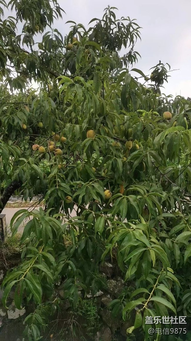 【記憶中的夏天】鄉(xiāng)村農(nóng)作物