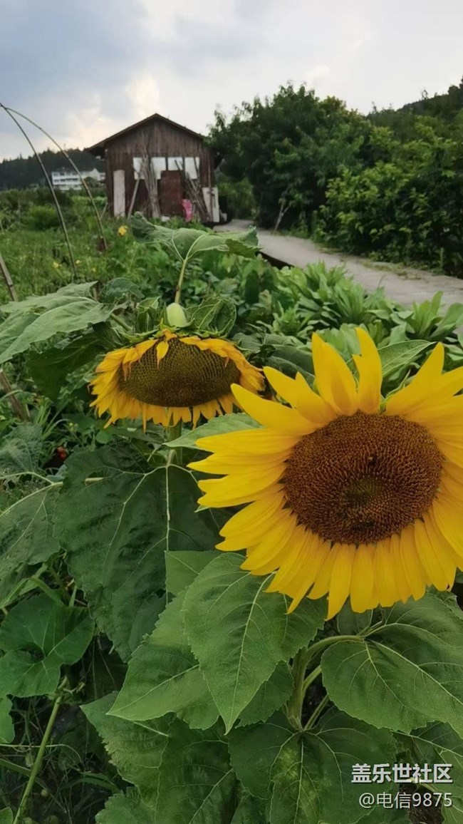 【記憶中的夏天】鄉(xiāng)村農(nóng)作物