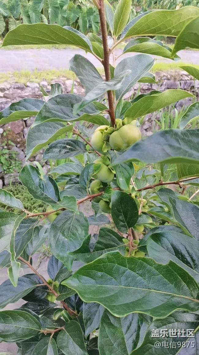 【記憶中的夏天】鄉(xiāng)村農(nóng)作物