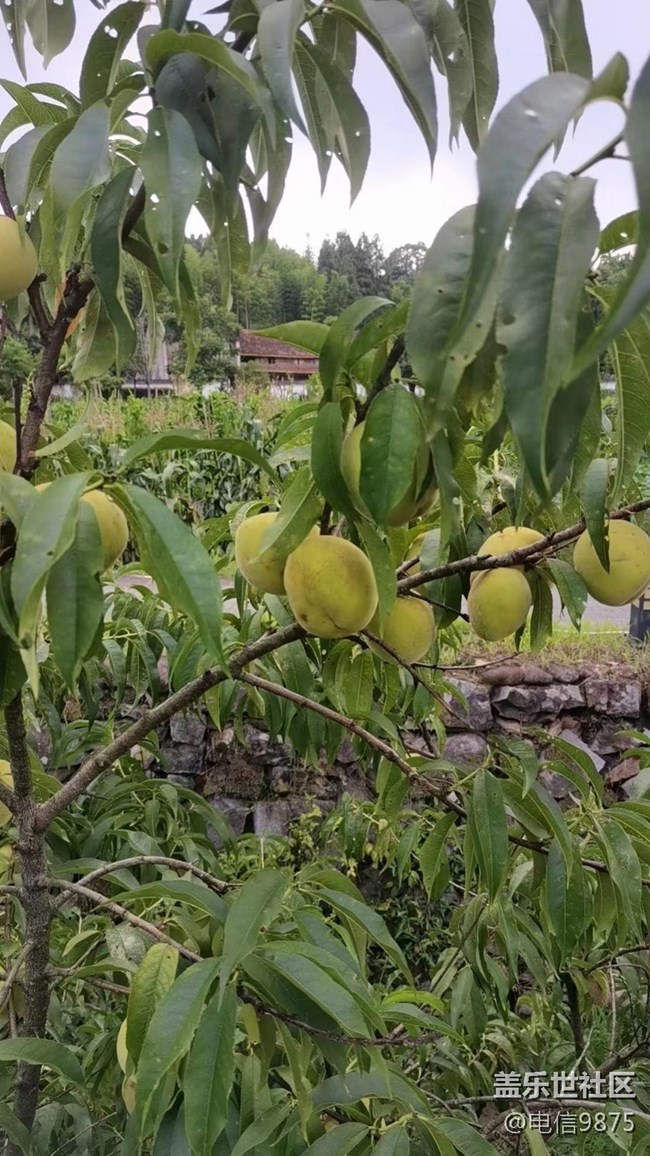 【記憶中的夏天】鄉(xiāng)村農(nóng)作物