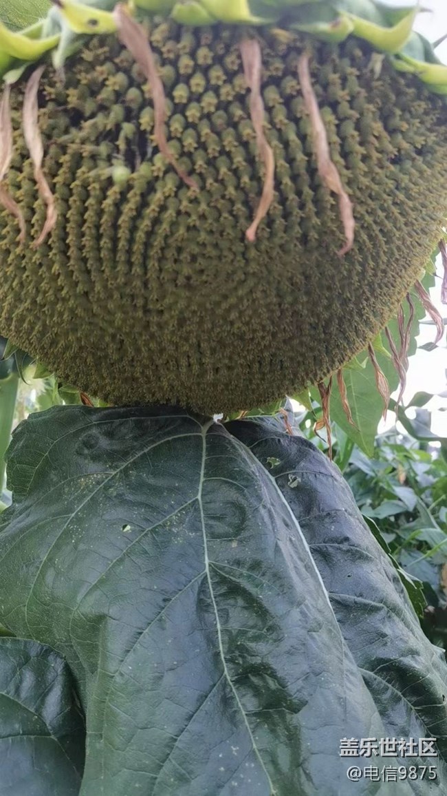 【記憶中的夏天】鄉(xiāng)村農(nóng)作物