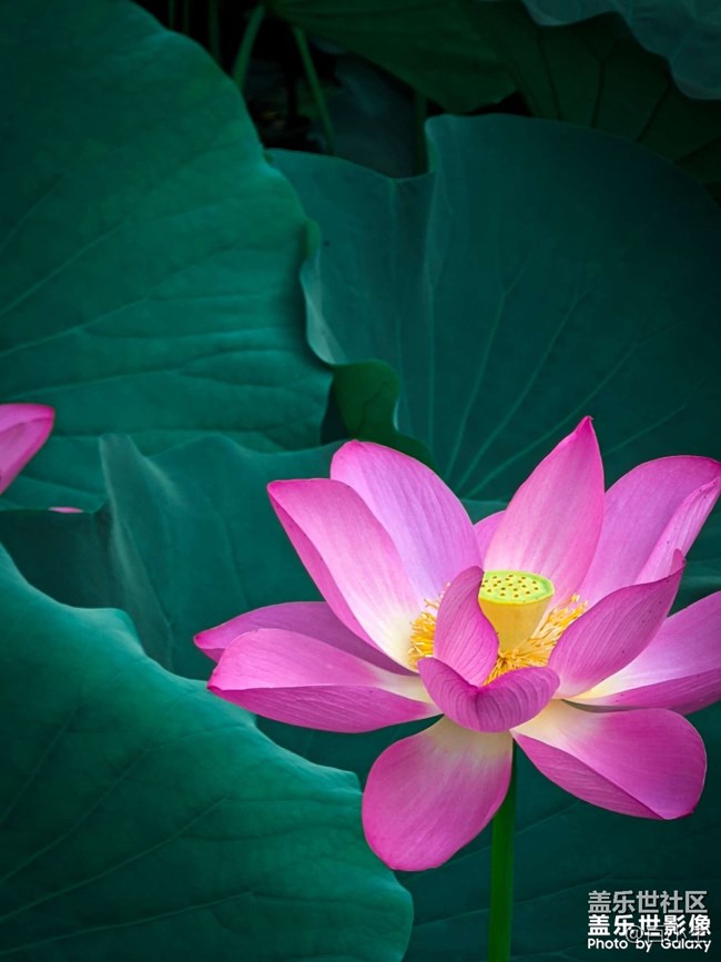 《精品大咖秀》 第八期: 三伏天來了 《精品大咖秀》 第八期: 三伏天來了