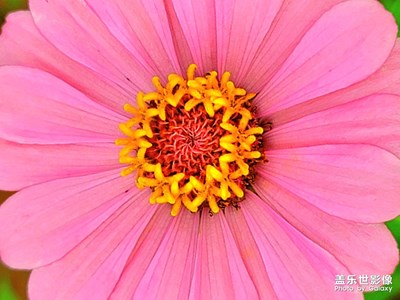 【創(chuàng)意生活】+花的季節(jié)