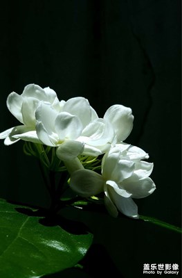 好一朵沒力滴么力花啊！