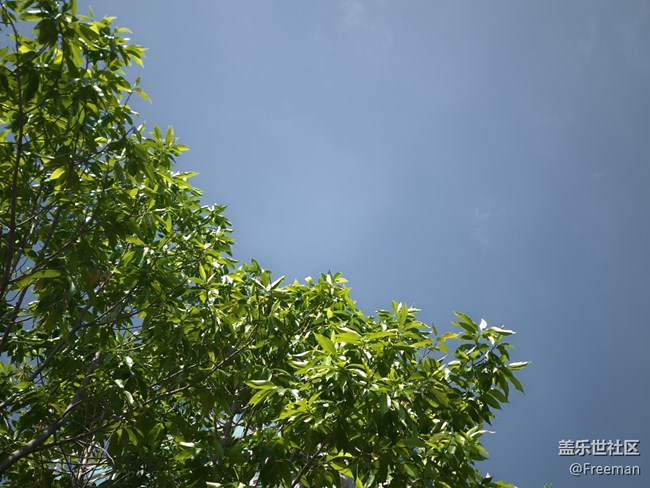 【我拍了拍夏天】大樹底下好乘涼