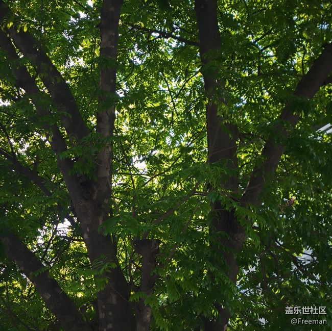 【我拍了拍夏天】大樹底下好乘涼