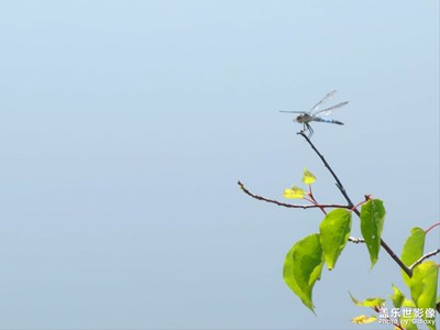 【創(chuàng)意生活】蜻蜓