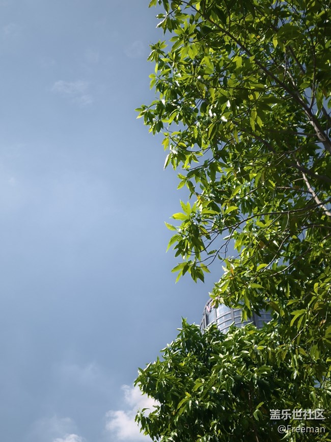 【我拍了拍夏天】大樹底下好乘涼