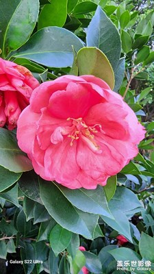 夏日鮮花