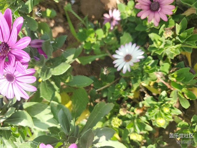 【我拍了拍夏天】花叢中