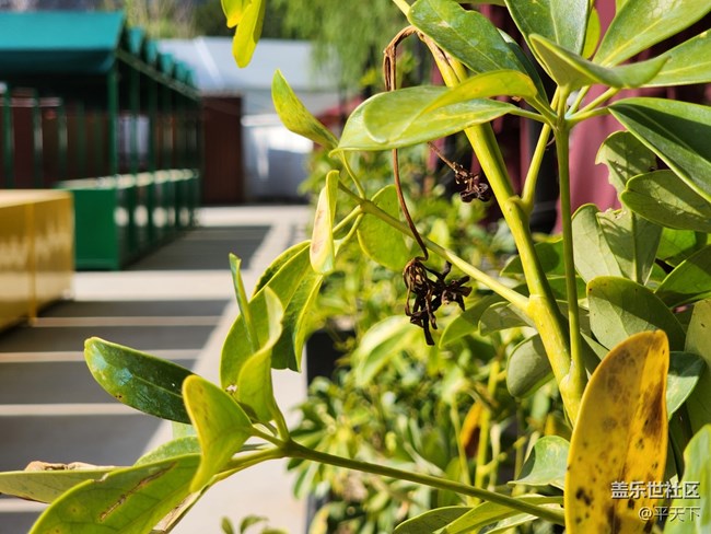 【夏日色彩】烈日下的花兒