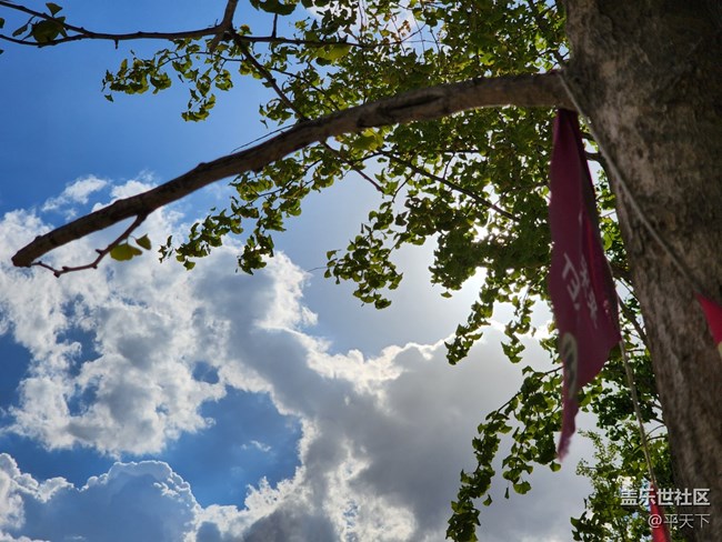 【夏日色彩】烈日下的花兒