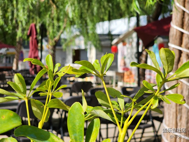 【夏日色彩】烈日下的花兒