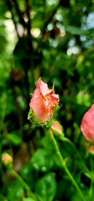 夏都西寧涼爽的一天開啟了。