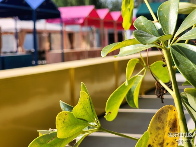 【夏日色彩】烈日下的花兒