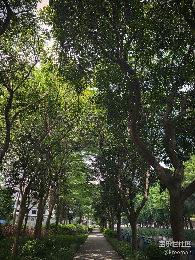 【陽光照耀的地方】斑駁且出片