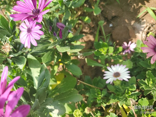 【我拍了拍夏天】花叢中