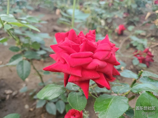 【夏日色彩】色彩艷麗