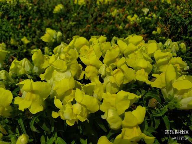 【我拍了拍夏天】花叢中