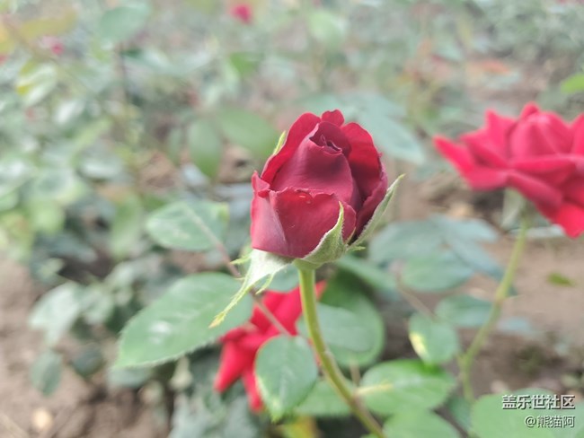 【夏日色彩】色彩艷麗