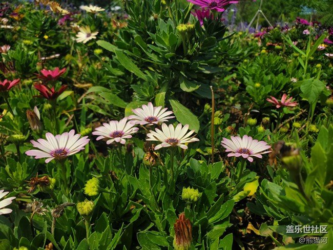 【我拍了拍夏天】花叢中