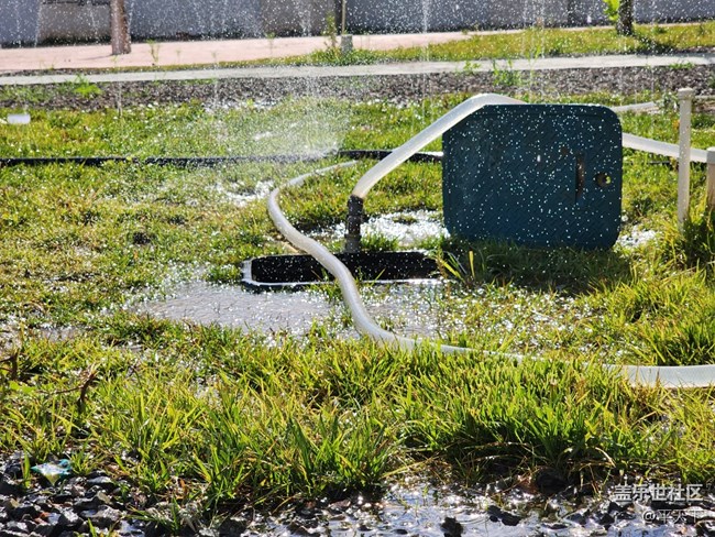 【夏日色彩】烈日下的花兒