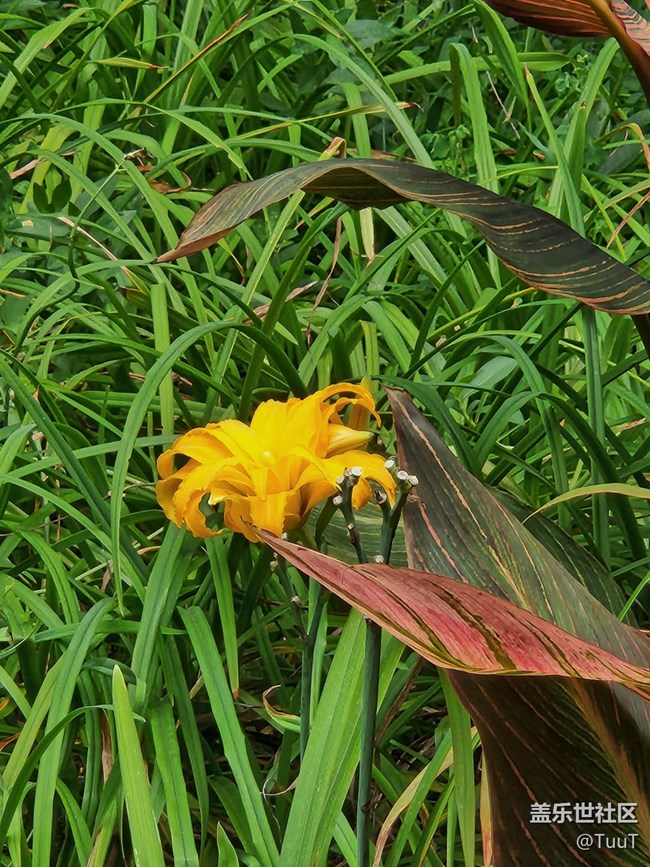 【匯龍?zhí)豆珗@攝影活動】+公園小景