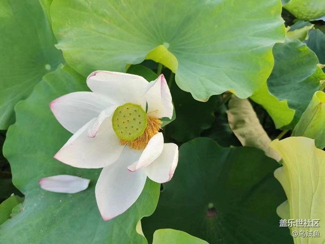 【我拍了拍夏天】荷園