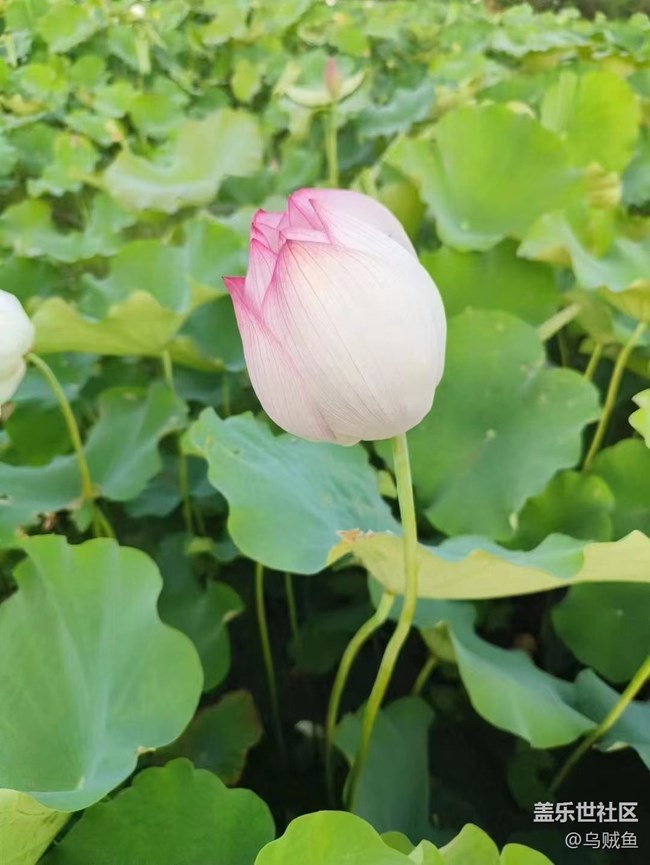 【我拍了拍夏天】荷園