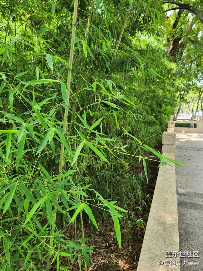 【匯龍?zhí)豆珗@攝影活動(dòng)】+亭子與竹子