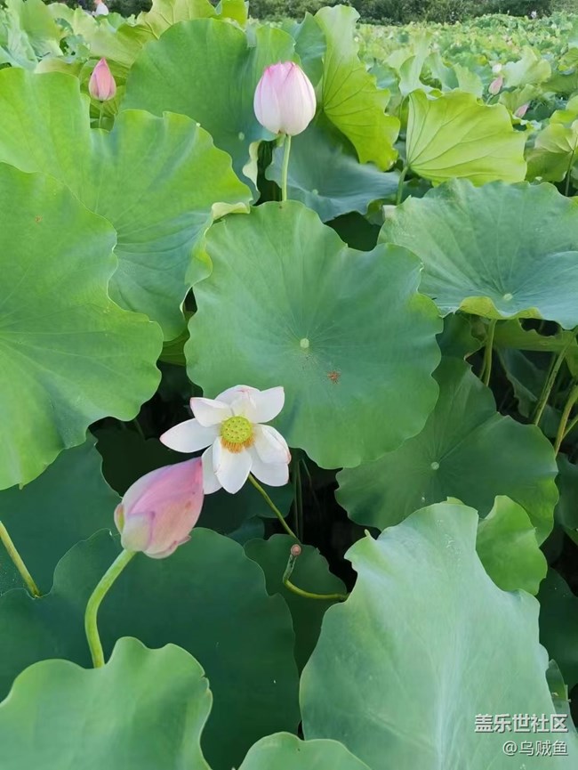 【我拍了拍夏天】荷園