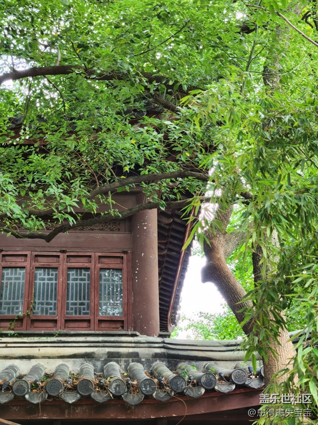 【匯龍?zhí)豆珗@攝影活動(dòng)】+亭子與竹子