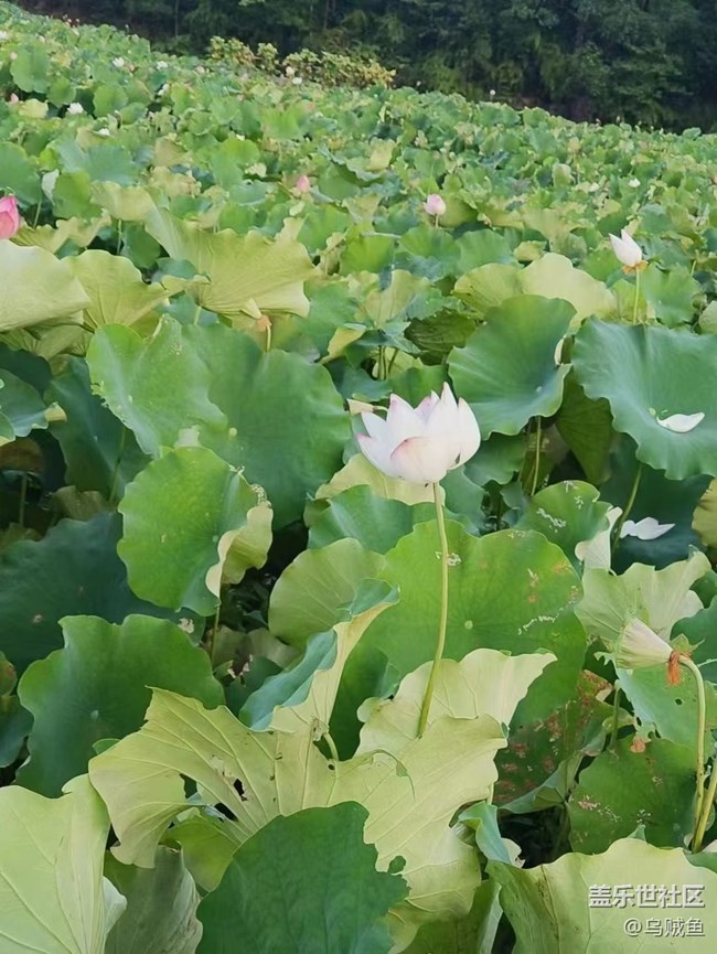 【我拍了拍夏天】荷園
