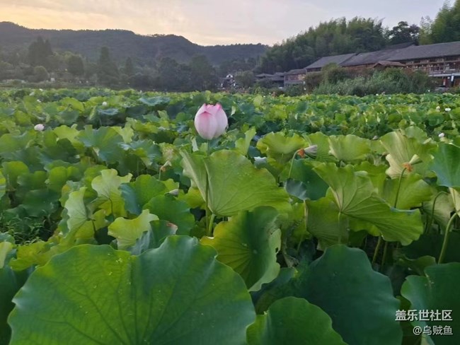 【我拍了拍夏天】荷園