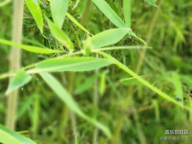 【匯龍?zhí)豆珗@攝影活動(dòng)】+亭子與竹子