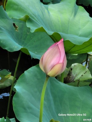 長(zhǎng)焦打荷