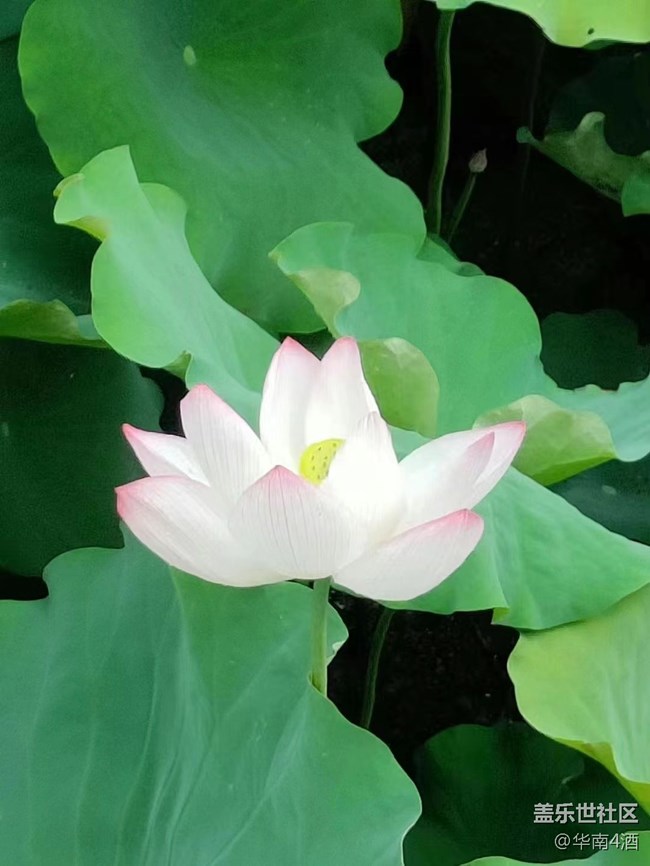 【夏日炎炎】荷花