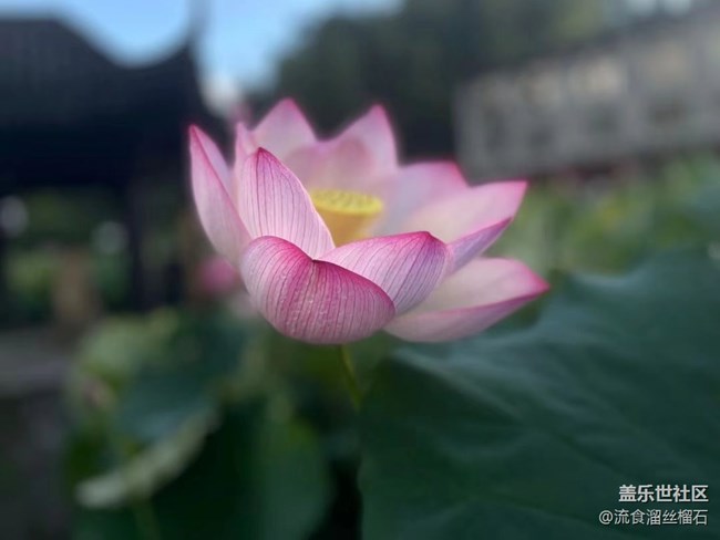 【記憶中的夏天】并蒂蓮