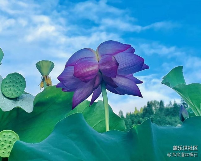 【記憶中的夏天】并蒂蓮
