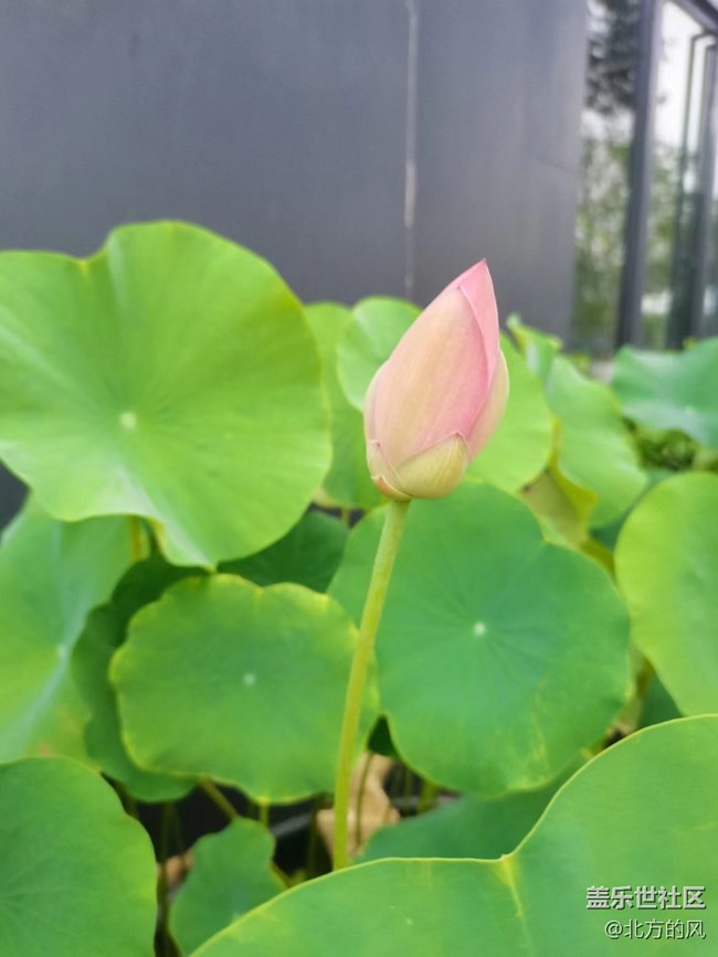 【火熱的夏天】-----清涼的植物