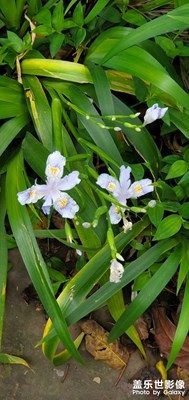 【創(chuàng)意生活】+生機(jī)勃勃