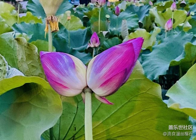 【記憶中的夏天】并蒂蓮