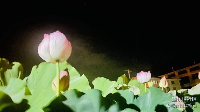 【記憶中的夏天】并蒂蓮