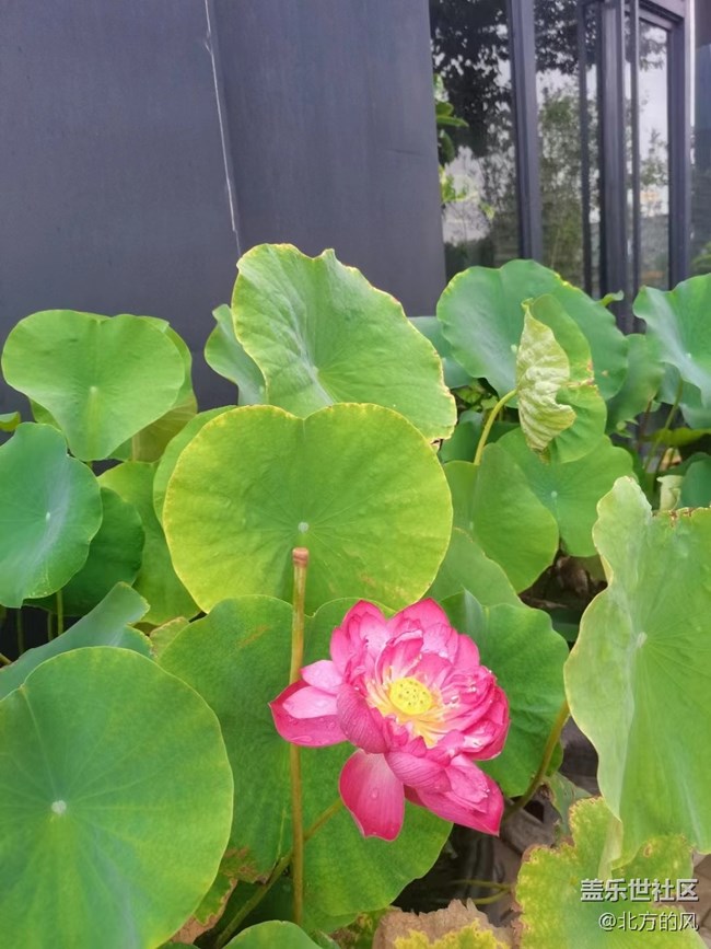 【火熱的夏天】-----清涼的植物